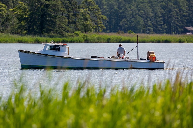 Revitalising Chesapeake Bay: grassroots initiatives to combat nutrient pollution